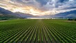© Mrammon - A large field of green grapes with a beautiful sunset in the background