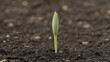 © pattozher - Life's New Beginning: A vibrant young sprout pushing through fertile earth, symbolizing the beauty of life, hope, and growth in agriculture.