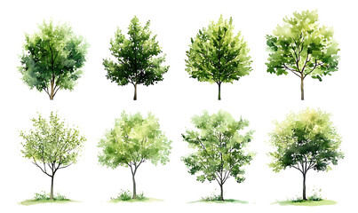 Set of watercolor green tree isolated on PNG background for landscape and architecture drawing