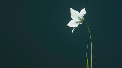 Wall Mural - Elegant Flower on Dark Background