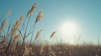 Poster - Golden Grass Field Under Bright Sunlight