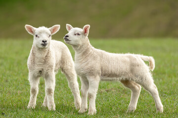 Wall Mural - lambs in springtime, close up of two cute twin lambs in springtime, stood in lush green meadow, one 