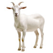© kageyama - a white goat stands confidently against a plain background showcasing its features and calm demeanor. goat's unique characteristics and serves as an engaging representation of farm animals