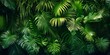 © Ilja - Green Foliage Texture Background With Tropical Fern, Anthurium, And Cloud Forest Plants Growing