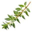 © Alohanongza - A green sprig of fresh thyme with numerous small leaves along a slender stem.