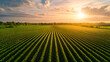 © SU CrossCutting Film - A vast farmland with rows of lush green crops stretching into the horizon, bathed in warm golden sunlight during sunset. cool tones