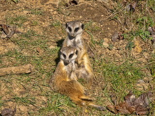 Wall Mural - Two Meerkats, Suricata suricatta, sitting behind each other on the lawn