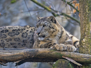 Wall Mural - Snow leopard, Panthera uncia, lies on a high branch and observes the surroundings