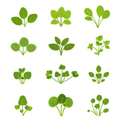 Very Simple flat 2D icon green watercress set isolated on a white background, vector, flat design, vector, flat design, animation design, flat 2D icon, minimalist design, vector