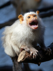 Wall Mural - Silvery Marmoset, Mico argentatus sitting on a branch and making loud noises.