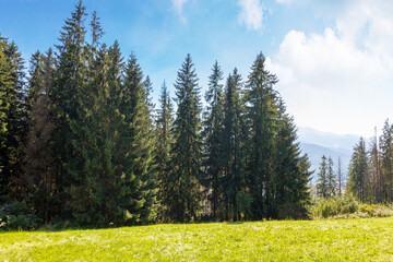 Wall Mural - landscape with forest behind the meadow. nature background with blue sky and tatra mountains of pola