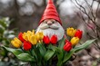 © ChaoticMind - Garden gnome with vibrant tulips creating a colorful spring atmosphere in a backyard setting