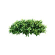 © Sasha - This bush features dense, vibrant green leaves, ideal for adding natural elements in various design projects or backgrounds.