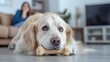 © Юлия Падина - Golden retriever lying on floor with bone in cozy living room setting