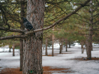 beautiful dark colour pigeon in the park sitting on the fir branches forest at the beginning of spri