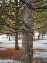 beautiful dark colour pigeon in the park sitting on the fir branches forest at the beginning of spri