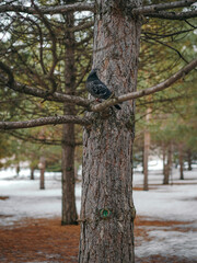 beautiful dark colour pigeon in the park sitting on the fir branches forest at the beginning of spri