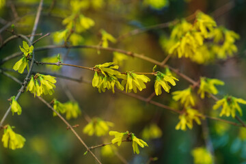 Wall Mural - Forsythia europaea, commonly known as Albanian forsythia or European forsythia