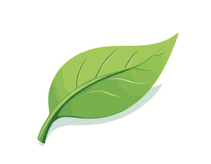 Wall Mural - Single green leaf with visible veins on white