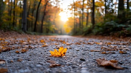 Poster - Vibrant Autumn Leaves Lying on the Ground Illuminated by the Golden Hour Light : Generative AI
