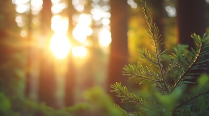 Aufkleber - Beautiful sun rays piercing through the trees in a tranquil forest setting : Generative AI