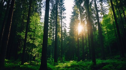 Aufkleber - Breathtaking view of sun rays filtering through tall trees in a lush green forest creating an enchanting atmosphere : Generative AI