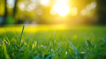 Fototapete - Vibrant Green Grass Under Bright Sunlight Creating a Warm and Inviting Atmosphere : Generative AI