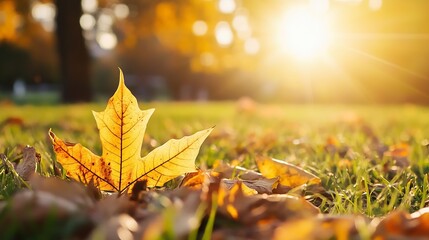 Poster - Single autumn leaf resting on lush green grass illuminated by the warm rays of the setting sun : Generative AI