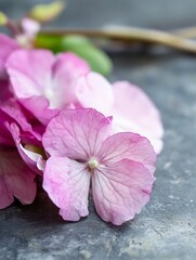 Poster - A closeup shot of delicate pink hydrangea petals resting on a textured surface : Generative AI