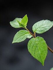 Poster - Fresh green leaves with vibrant new growth showcasing natural beauty against a dark background : Generative AI