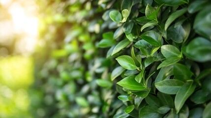 Aufkleber - Lush Green Foliage with Sunlight Glimmering on Vibrant Leaves Creating a Serene Atmosphere : Generative AI