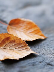 Poster - Close up view of beautiful autumn leaves resting on a textured dark surface with soft natural lighting : Generative AI