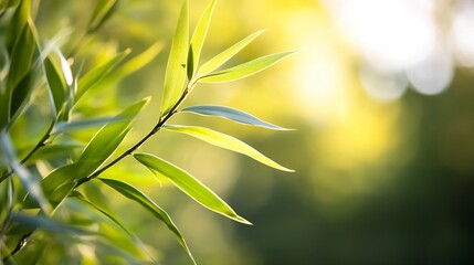 Fototapete - Delicate bamboo leaves basking in warm sunlight creating a serene atmosphere in nature : Generative AI