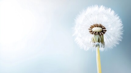 Fototapete - Closeup of a dandelion puff ball with delicate seeds against a soft blue background capturing nature's beauty : Generative AI