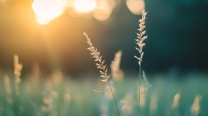 Poster - Delicate Grass Blades Backlit by the Soft Glow of the Golden Sunset : Generative AI