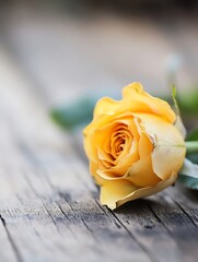 Poster - Beautiful close up of a vibrant yellow rose elegantly resting on a rustic wooden surface : Generative AI