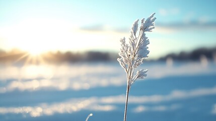Poster - A frosted blade of grass glimmering in the sunlight against a wintry landscape filled with snow : Generative AI