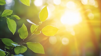 Poster - Serene Botanical Close Up of Fresh Green Leaves Catching Golden Sunlight in Nature : Generative AI