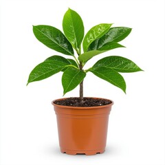 elegant small almond tree growing in a decorative pot isolated on a clean white background for indoo