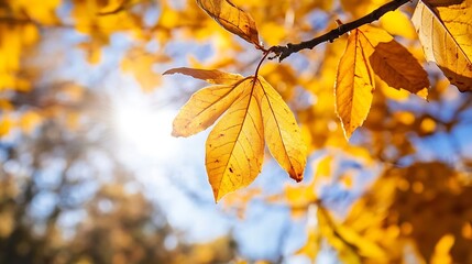 Aufkleber - Bright golden autumn leaves illuminated by the sun set against a clear blue sky : Generative AI