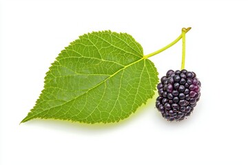 Poster - Isolated fresh mulberry with green leaf on white surface captures rich texture and vibrant color detail