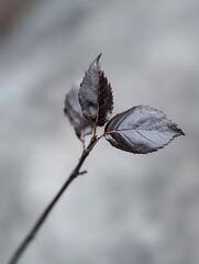 Poster - Minimalist close up showcasing dark muted leaves with intricate textures on a soft blurred background : Generative AI