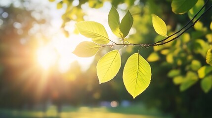 Aufkleber - Sunlight Filtering Through Lush Green Leaves on a Branch in a Beautiful Natural Setting : Generative AI