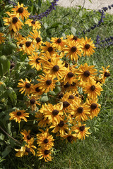 Wall Mural - rudbeckia