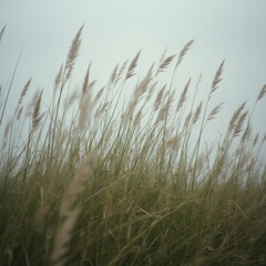 Naklejka na meble Close-up of strong winds rippling through tall grass, gray background, raw and untamed energy.