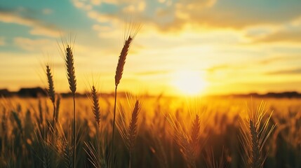 Aufkleber - Golden sunlight illuminating a wheat field during sunset creating a picturesque rural landscape : Generative AI