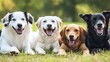 © Generative AI - Four happy dogs enjoying a sunny day outdoors with smiles and lush green grass around them : Generative AI