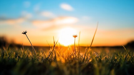 Poster - Beautiful sunset over grassy field with flowers illuminated by warm golden light : Generative AI