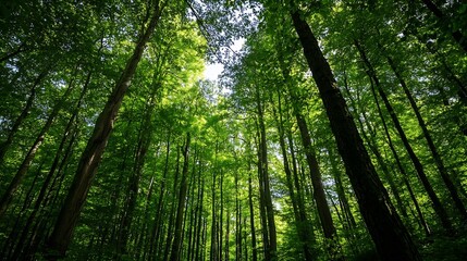 Poster - Lush green forest canopy with tall trees capturing the essence of wild nature and tranquility : Generative AI