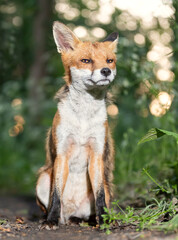 Wall Mural - Portrait of a cute red fox cub sitting in a forest